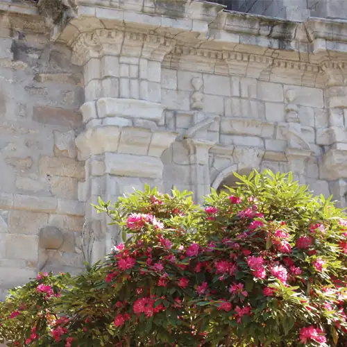Rododendro nella chiesa di Santo Domingo in Coruña